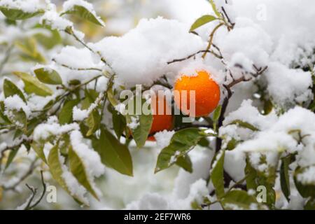 Oranges under the snow. Athens, Greece, winter 2021 Stock Photo