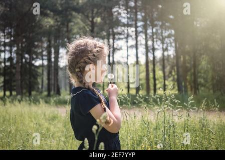 Beautiful young girl exploring nature with plaited pig tails hair on summer day sunshine holding and blowing dandelion flower seeds in tall trees wood Stock Photo