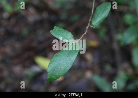 Ficus coronata, commonly known as the sandpaper fig or creek sandpaper fig, is a species of fig tree, native to Australia. Pictured on the Little Digg Stock Photo