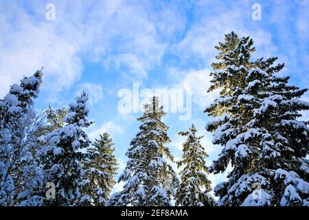 Tall snow covered spruce trees reaching towards the blue sky with some fluffy altocumulus clouds on a cold day of February. Finland. 2021. Stock Photo