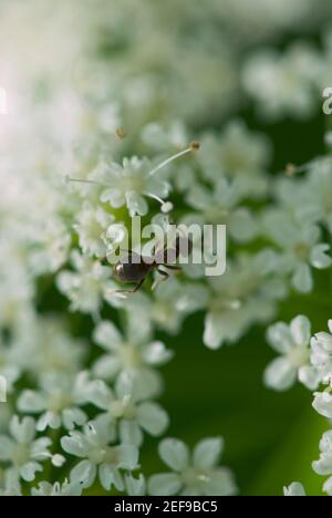 High angle view of an ant on flowers