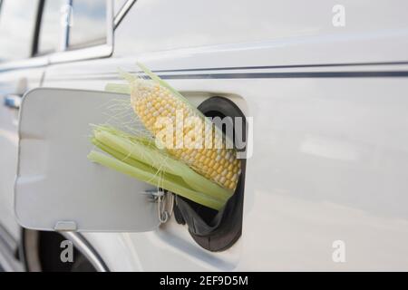 Corn cob in car gas tank filler Stock Photo