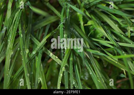 Close up of water droplets on grass Stock Photo