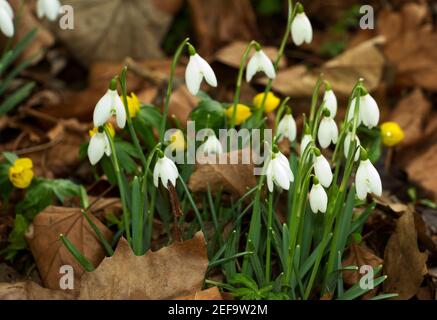 The Snowdrop is usually one of the first wildflowers to bloom in the woodlands and hedgerows during late winter in UK. A welcome sign of spring Stock Photo