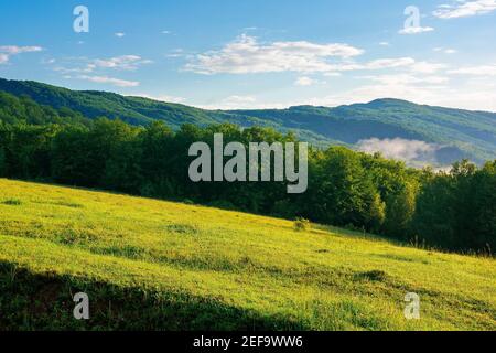 mountain meadow in morning light. countryside springtime landscape with valley in fog behind the forest on the grassy hill. fluffy clouds on a bright Stock Photo