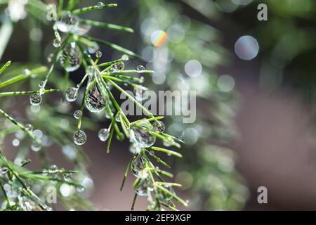 Asparagus delicate green ornamental plant branches with feathery foliage covered with shiny dew, water drops refractions, bokeh blurred background Stock Photo