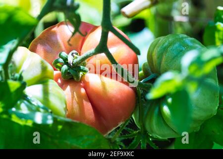 Beefsteak tomato close up, pink ripe and ready to harvest fruit growing on hairy vines in the summer garden with two green tomatoes on each side Stock Photo