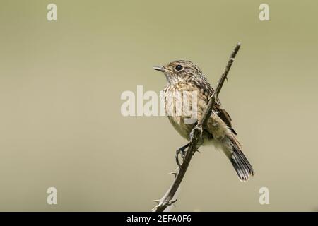 European Stonechat, Saxicola rubicola, young  fledgling perched on vegetation, Norfolk, United Kingdom, 21 May 2019 Stock Photo