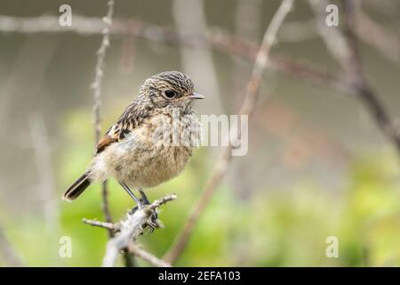 European Stonechat, Saxicola rubicola, young  fledgling perched on vegetation, Norfolk, United Kingdom, 21 May 2019 Stock Photo