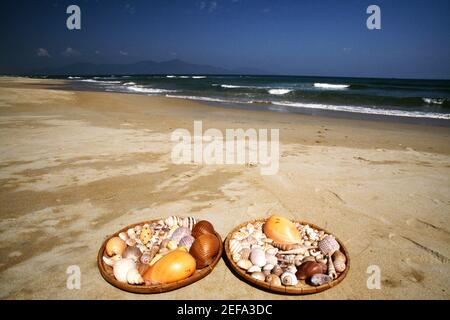 Sea shells on China Beach, Danang, Vietnam Stock Photo