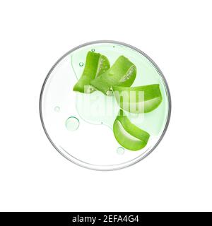 Aloe Vera slices with essence on petri dish over white background Stock Photo