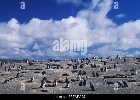 Penguins on a barren landscape Stock Photo