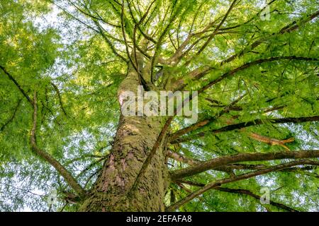 The big tree and big branch in Giorgia. İnfinity view. Stock Photo