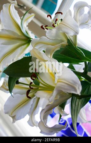 PESTIL AND STEM of a lily Stock Photo