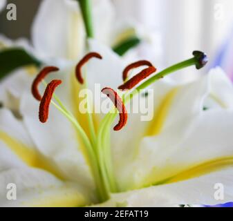 PESTIL AND STEM of a lily Stock Photo