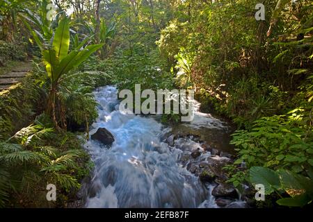 Stream flowing through a forest, Barranca Del Cupatitzio National Park, Uruapan, Michoacan State, Mexico Stock Photo