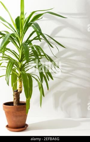 Houseplant Yucca close-up on a white table against a white wall, the shadow of a flower on the wall, biophilic design Stock Photo