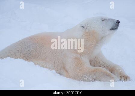 polar bear resting with relax face on 