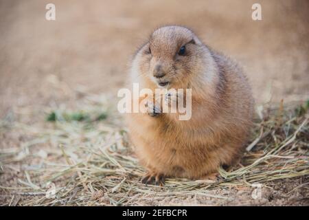 close-up portrait of a groundhog eating on the grass with bokeh brown background. Stock Photo