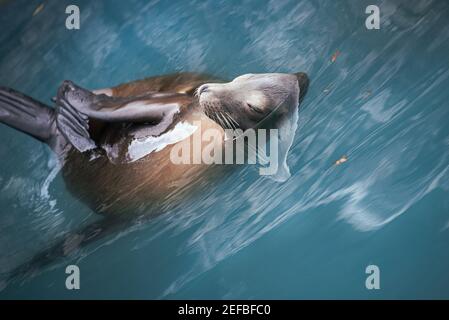 close-up photo of a seal is swimming and sleeping in the sea Stock Photo