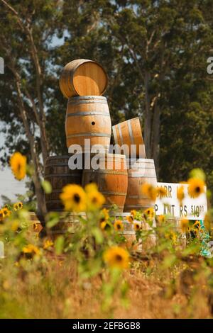 Close-up of sunflower plants in a field Stock Photo