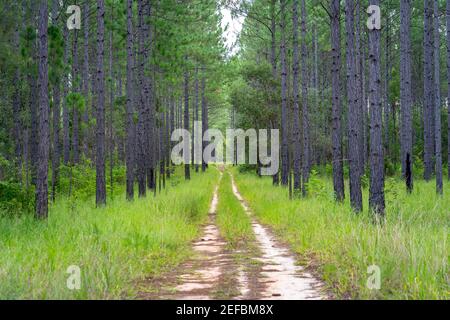 Unpaved road through a pine tree forest Stock Photo