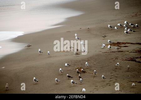 High angle view of seagulls on a sandy beach Stock Photo