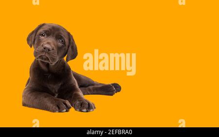 Beautiful happy chocolate Labrador puppy dog isolated on bright vibrant orange background