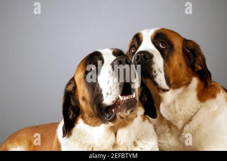 Close-up of two St. Bernard dogs looking up Stock Photo