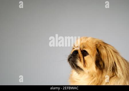 Side profile of a Cocker Spaniel Stock Photo
