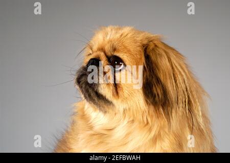 Side profile of a Cocker Spaniel Stock Photo