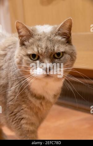 Cat UK; Domestic short haired cat, pet cat indoors, in a UK home, face, head and shoulders, Suffolk UK Stock Photo
