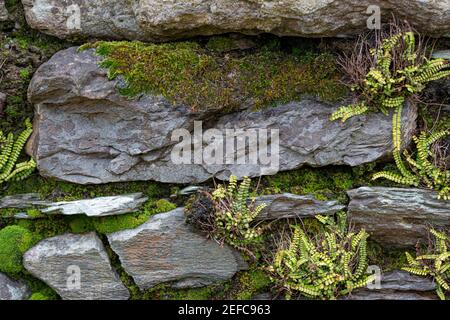 Weeds on Stone Wall of Old Abandoned House, County Kerry, Ireland Stock Photo