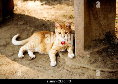 Cat lying under a bench, La Jolla Reefs, San Diego, California, USA Stock Photo