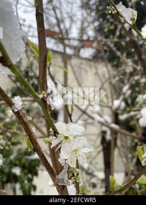 Selective focus shot of apple tree blossoms covered in ice Stock Photo