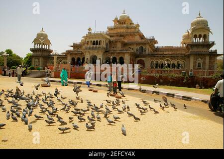 People feeding pigeons outside a museum, Government Central Museum, Jaipur, Rajasthan, India Stock Photo