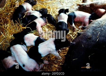 Closeup of sow and baby pigs on Henry Wilmington, Ohio Stock Photo