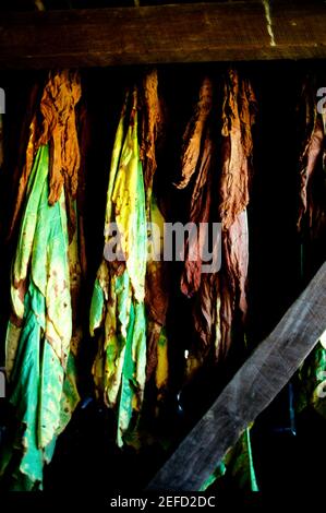 Maryland Tobacco curing in the barn, close-up shot of tobacco, Anne Arundel County, Maryland Stock Photo