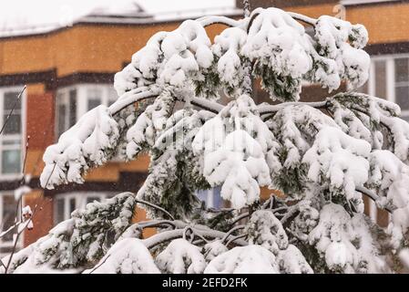 Bent pine branches under the snow in the city. Nature in the city after a big snowfall Stock Photo