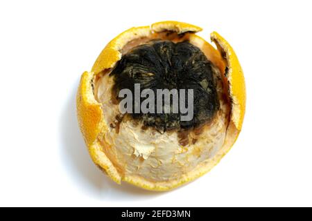 one damaged rotten grapefruit on white background Stock Photo