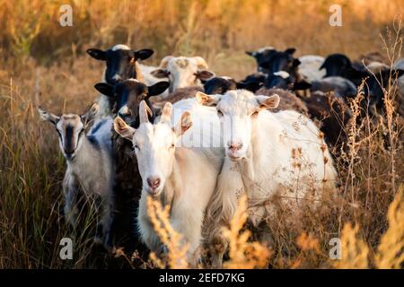 Herd of black and white goats on the evening field Stock Photo