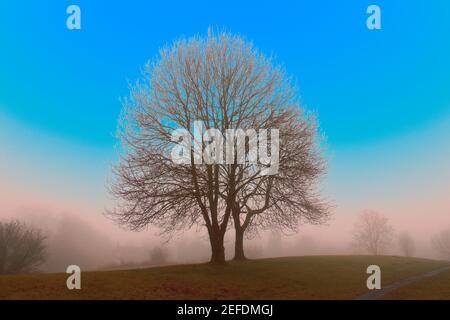 Unusual colourful landscape of large ash trees with bright blue sky and low lying fog with copy space Stock Photo