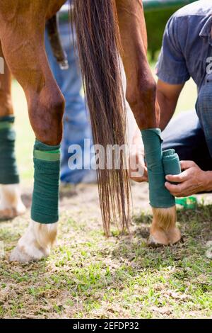 Mid section view of a man rolling a bandage on a horse leg Stock Photo