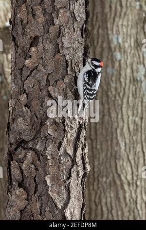 Milford, Michigan - A male downy woodpecker (Dryobates pubescens) on a tree in Kensington Metropark. Stock Photo