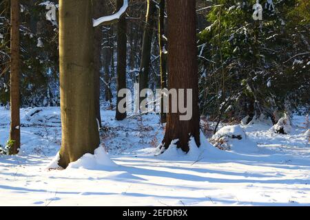 Beech and probably a larch tree in a snowy park in winter, in the light of the low sun Stock Photo