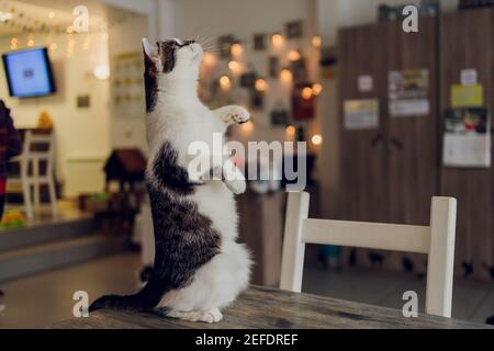 Dark Hair American Curl cat Standing on two legs on the white table. Looking Up Stock Photo