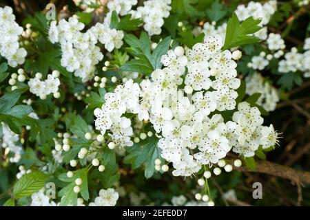 Common Hawthorn (Crataegus monogyna) in blossom in the South West of England.. Stock Photo