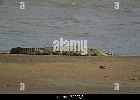 Nile Crocodile (Crocodylus niloticus) adult loafing on sand bank St Lucia, South Africa          November Stock Photo