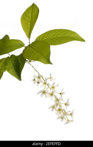 prunus padus isolated on white background Stock Photo