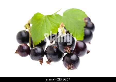 Black currant isolated on white background Stock Photo